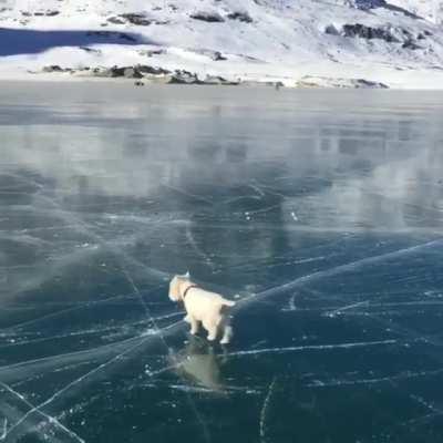 Puppy looks at a frozen lake