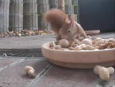 His ears already look soo freakin cute