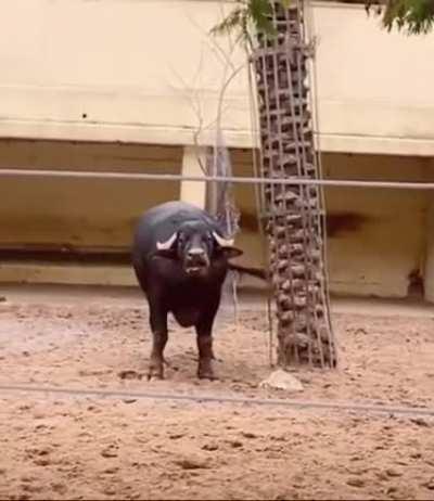 Buffalo helps out flipped tortoise.