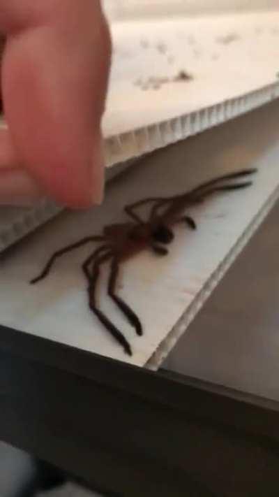 Thought you lot might appreciate this… just doing my daily mushy check and noticed I have a new guard against bugs! Pretty little Huntsman.