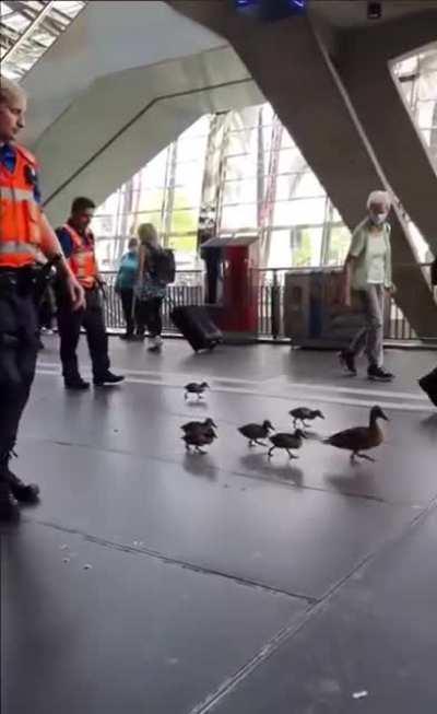 Swiss Police gently escorting a family of ducks out of a busy train station area-