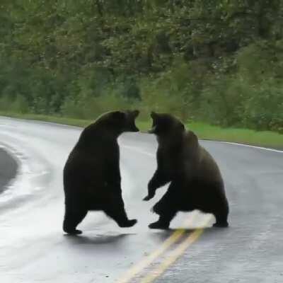 Two grizzly bears fighting on a highway in British Columbia