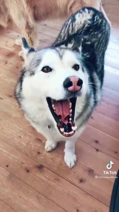 Billy Joel plus metal screams