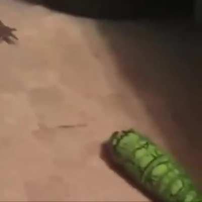 Tunisians Upon Seeing a Sign Written in Fr*nch