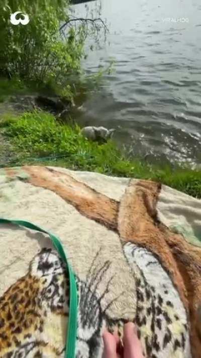 Rolled in as a puppy, crawled out like a wolf