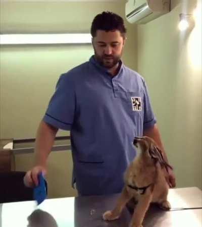 To scare the veterinarian