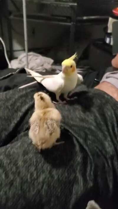 My cockatiel serenading a baby chicken.