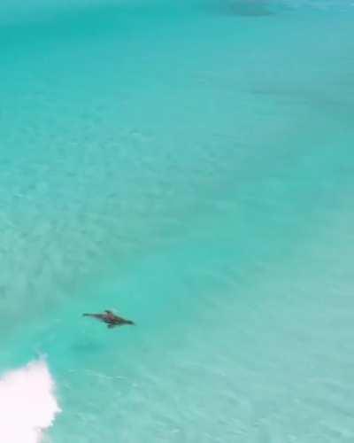 🔥 Sea lion surfing 🏄