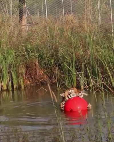 This is an uninterrupted minute of Maruay the rescued tiger with his beloved ball