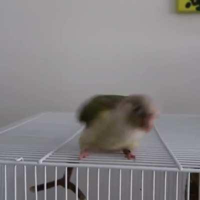 Pickles dancing put a smile on your face