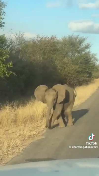 Baby attempting its fiercest mock-charge