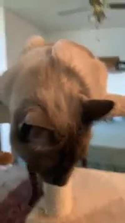 My wife is catsitting Henry for some friends and he just has the friendliest meows!