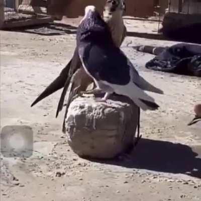 Pigeon tries to mate with someone out of its league