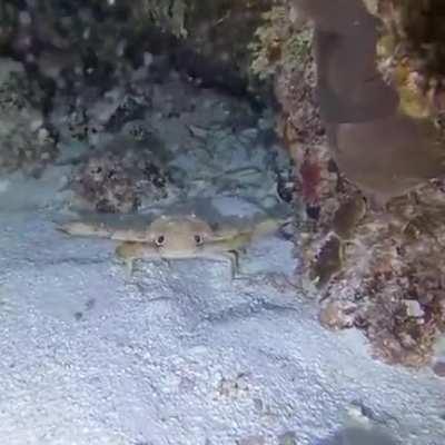 Take a look at this little guy waving at the scuba diver for a photo.