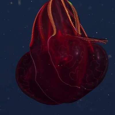 🔥 Stunning Bioluminescent Bloodybelly Comb Jelly