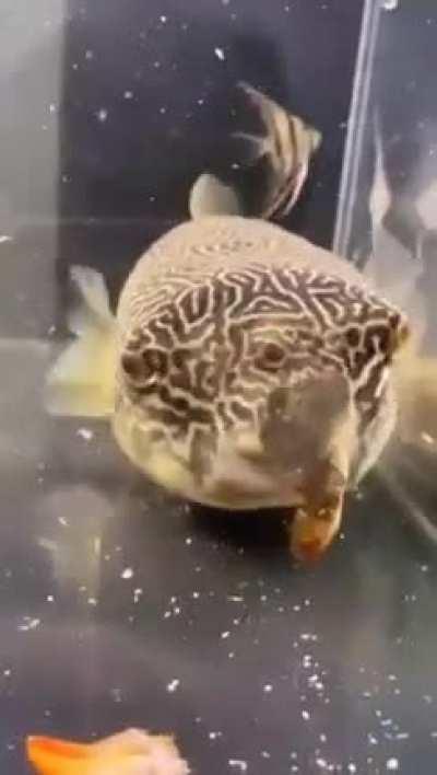 Fish eating a whole live crab