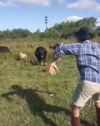 Intimidating cattle