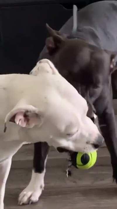 In the furious tug of war, Sleep was the winner.