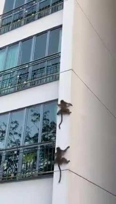 monke efficiency; monke supremacy