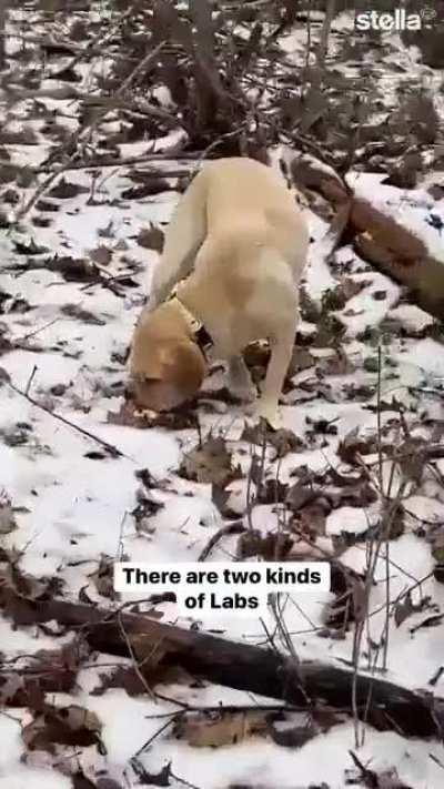 Anybody else have both