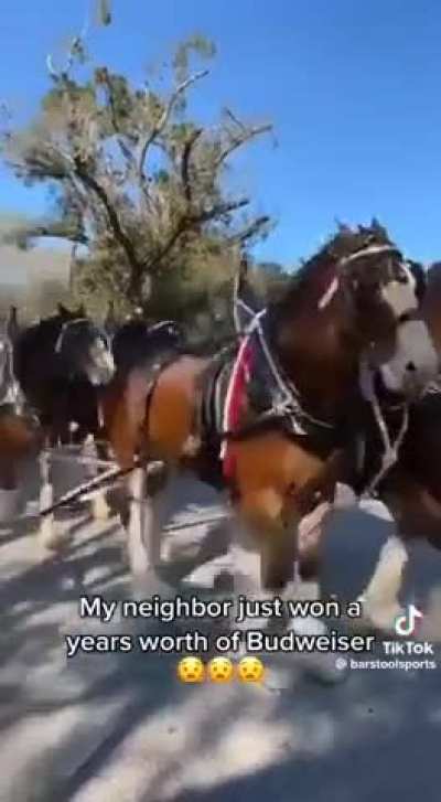 Guy humbly freaks as neighbor gets a year supply of Budweiser delivered. 