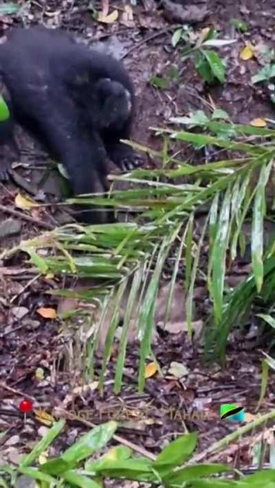 chimpanzees torturing almost lifeless monkey
