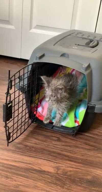 My little pirate, the day I brought her home