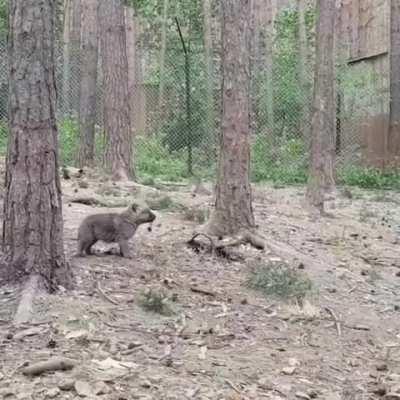 A lovely first awooo!