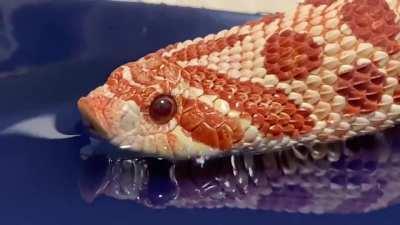 Hydro Snek