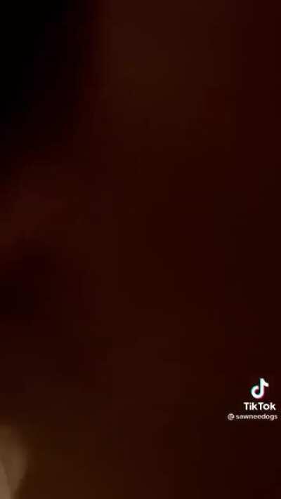 who let the dogs out?