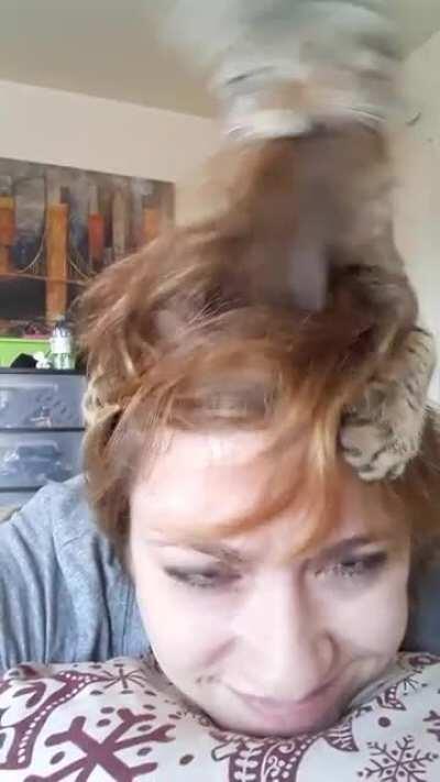 I groom my hooman because she needs it after that bad haircut.