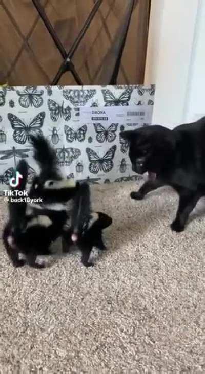 A cat and his unusual friends.