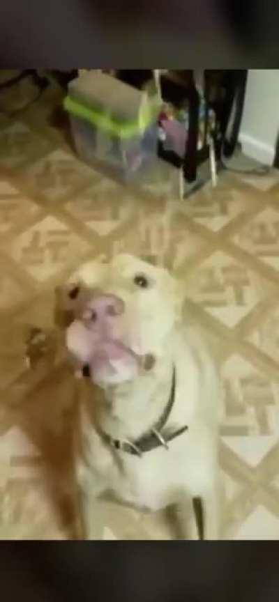 The most talented boi