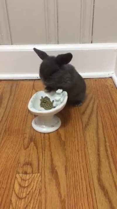 Blueberry! My first rabbit