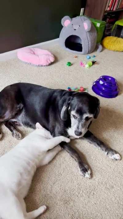 Eddie loving on Mr Ralphie