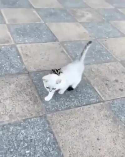 Как оседлать Котика?