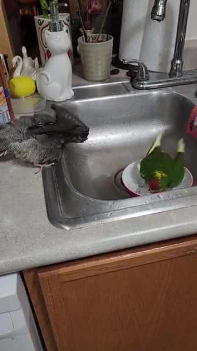 Taco shows Tofu how to take a bath