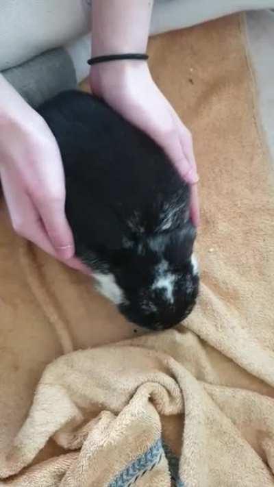 wobble wobble . hahaha