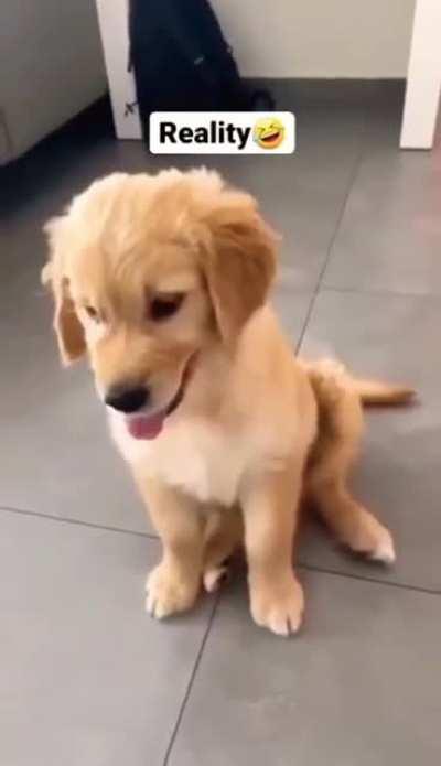 Expectation vs reality