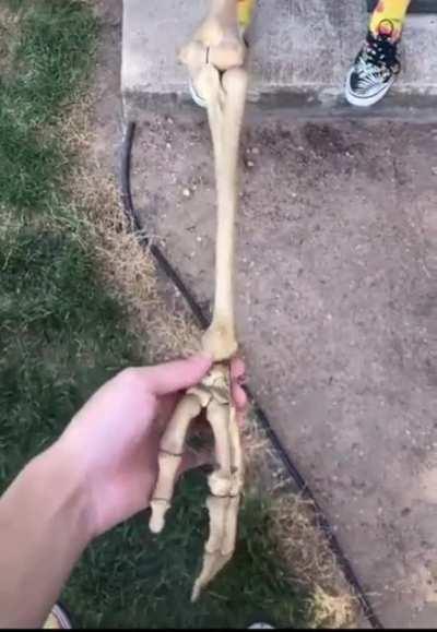 Video showing how the radius rotates over the ulna in a human forearm when twisted.