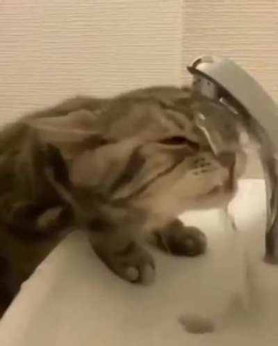 cat of the day 488 what a moron