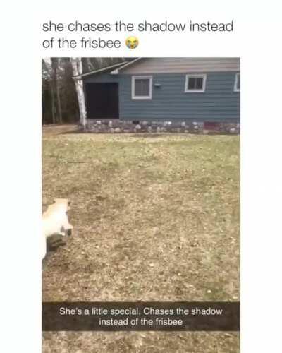 Doggos always cheer me up