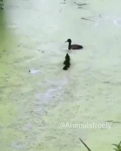 Bloop. Where'd she go?