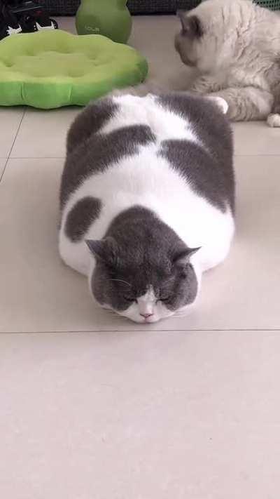 Is Piggy pillow or loaf.