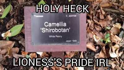 A gamer lion by any other name...