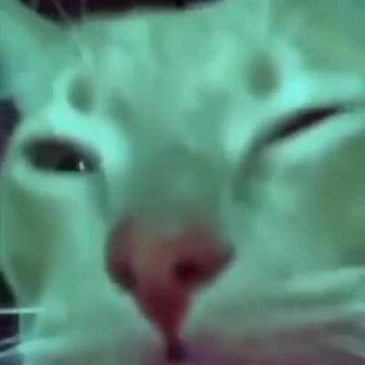 My cat loves Mr. Ride