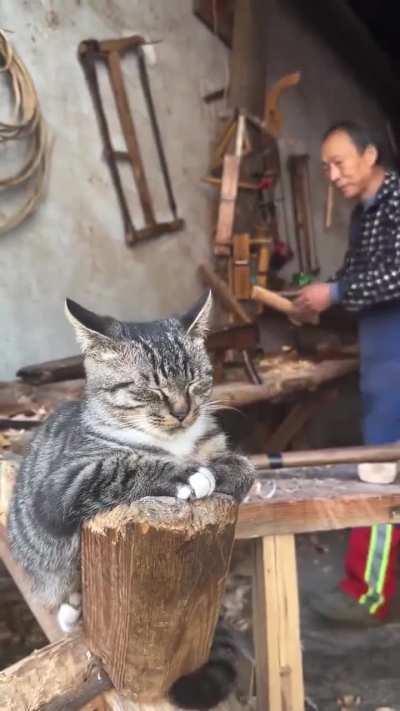 He must be the on-site supervisor 🐱