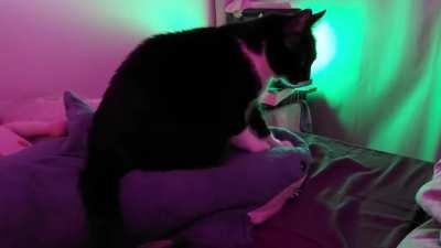 My cat absolutely loves kneading his blåhaj