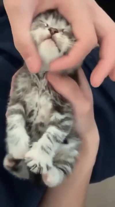 This cats adorable twitching feet when he gets head rubs. He's in the pleasure zone!