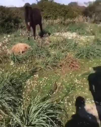 Фигушки, я плотоядная